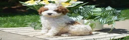 Miniature Poodle dogs for sale: Preston - Ad 1