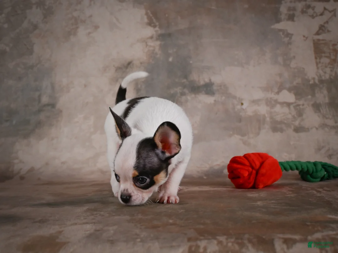 Chihuahua dogs for sale: Ernie - Ad 2