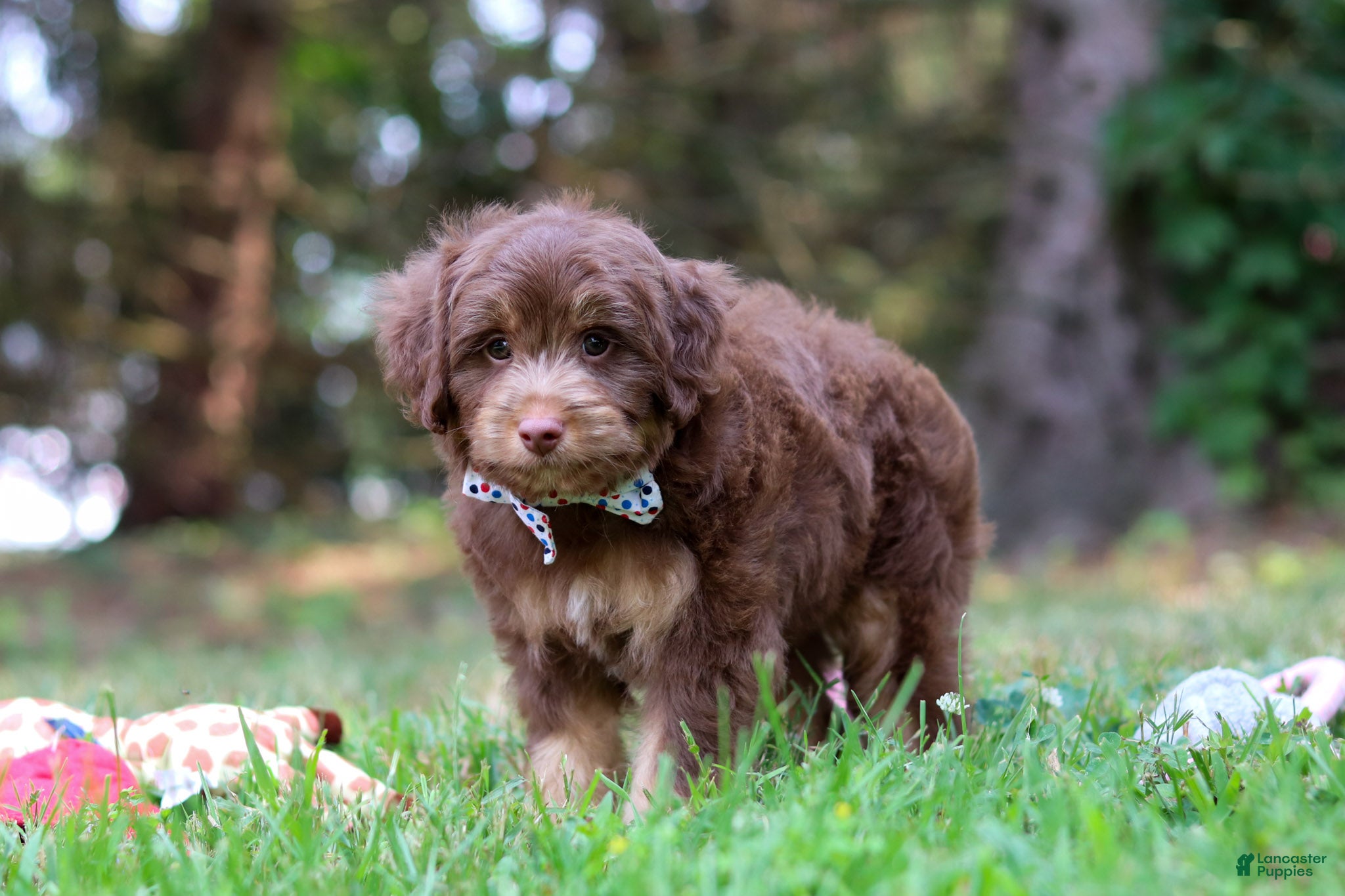 Mini Aussiedoodle dogs for sale: Tucker - Ad 4