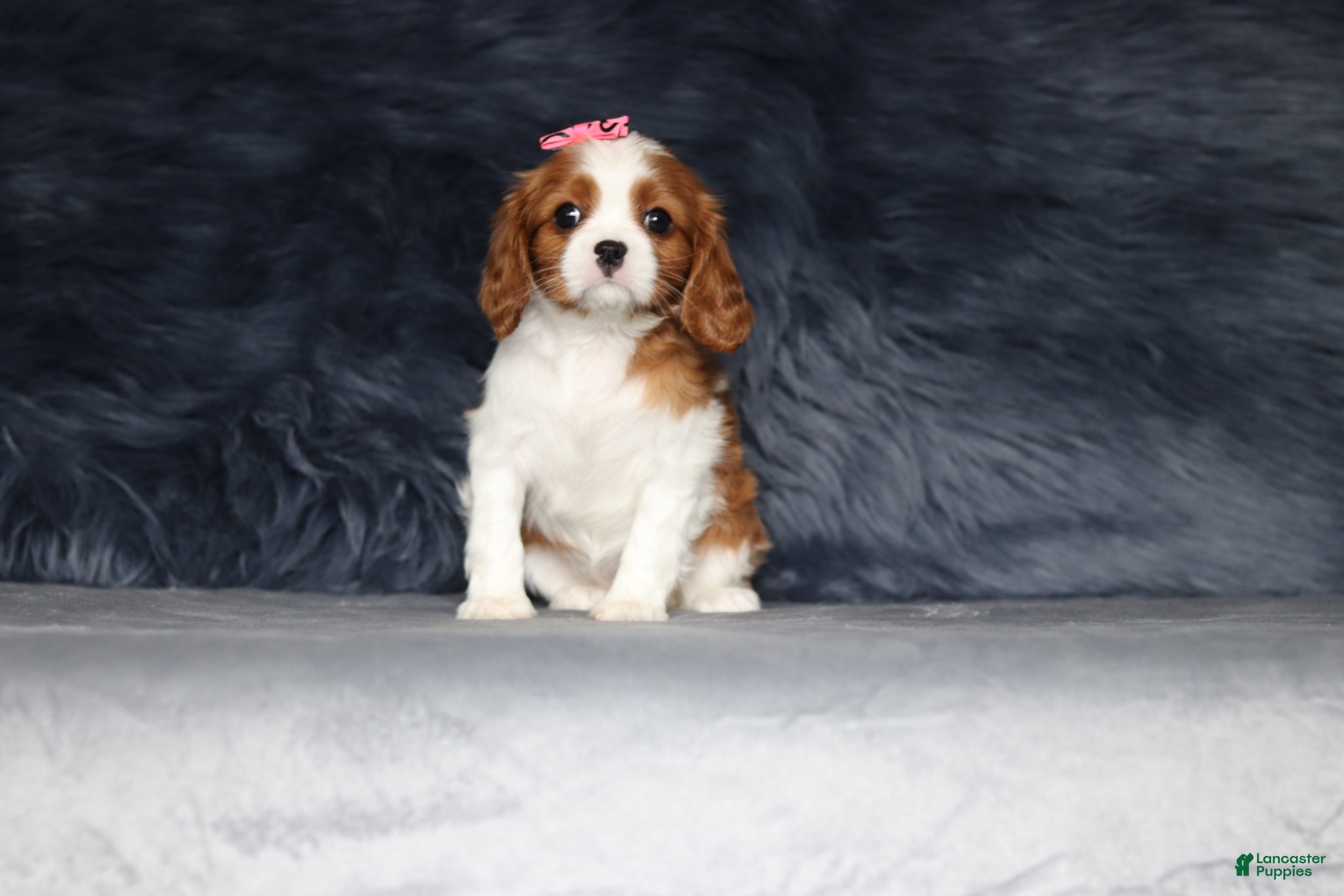 Cavalier King Charles Spaniel dogs Willow  - Ad 2