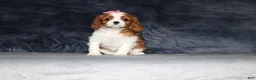 Cavalier King Charles Spaniel dogs for sale: Willow  - Ad 2