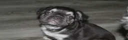 French Bulldog dogs for sale: French Bulldog Puppy 1 - Ad 3