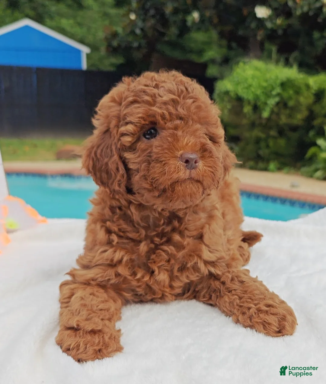 Mixed Breed dogs for sale: Tillie Goldendoodle-Cavapoo 817-917-0564 - Ad 2