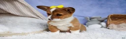 Welsh Corgi Pembroke dogs for sale: 🐾 MEET WILLA ROSE 🐶❤️ - Ad 4