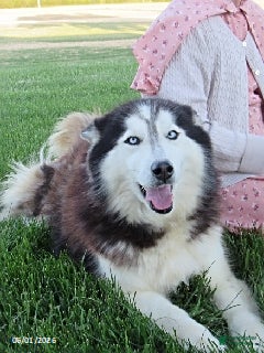 Siberian Husky dogs Piper - Ad 2