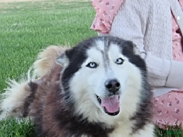 Siberian Husky dogs for sale: Piper - Ad 2