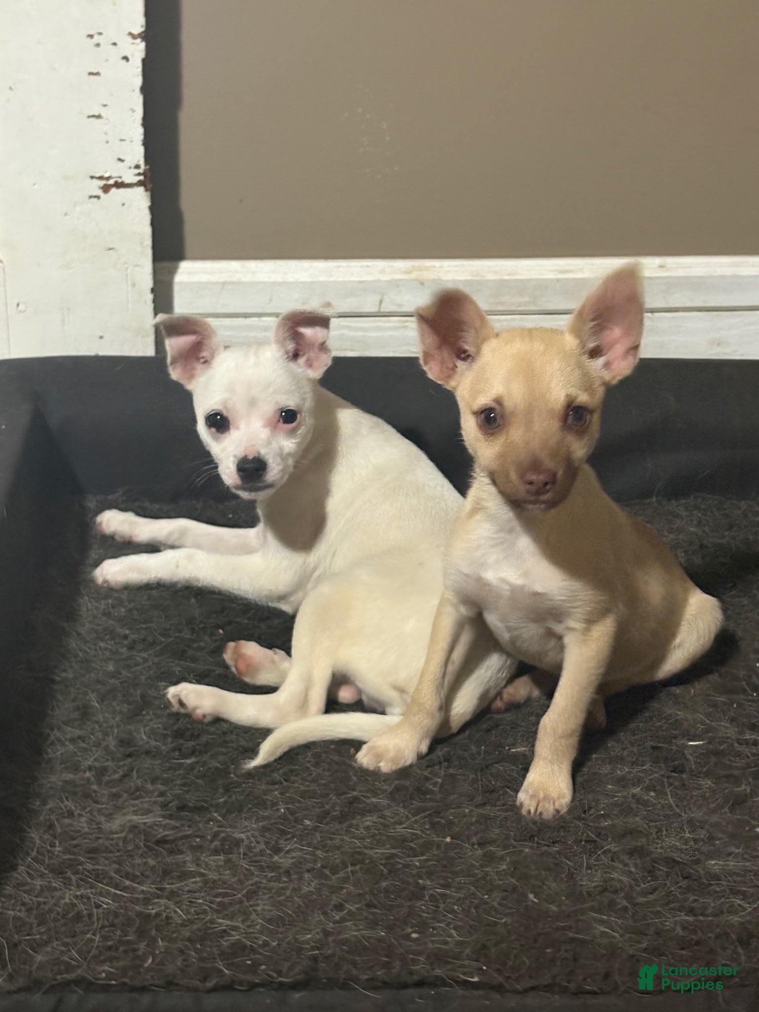 Chihuahua dogs Chihuahua Puppy 1 - Ad 17