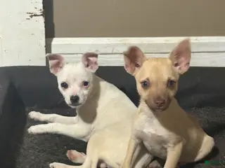 Chihuahua dogs Chihuahua Puppy 1 - Ad 17