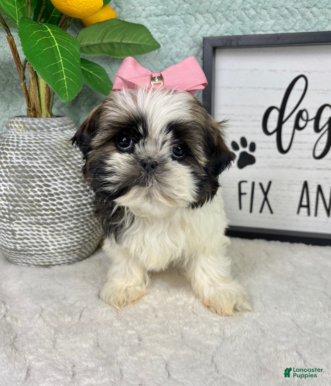 Shih Tzu dogs for sale: Suzy - Ad 4