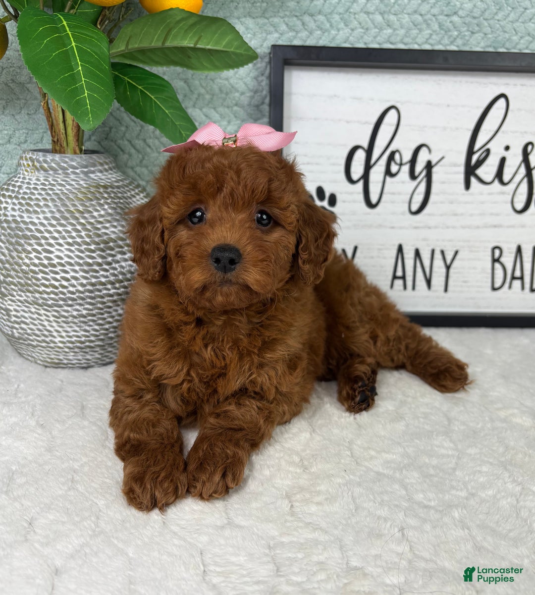 Mini Goldendoodle dogs for sale: Gigi - Ad 3