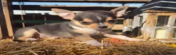 Chihuahua dogs for sale: Ally - Ad 1