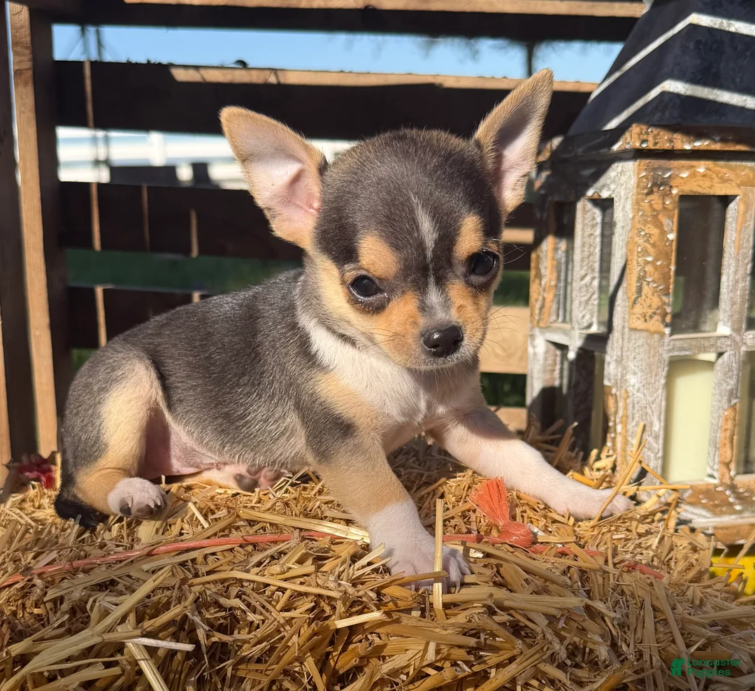 Chihuahua dogs for sale: Ally - Ad 1
