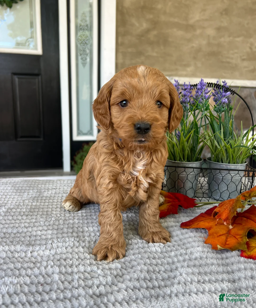 Goldendoodle dogs for sale: Leo - Ad 1