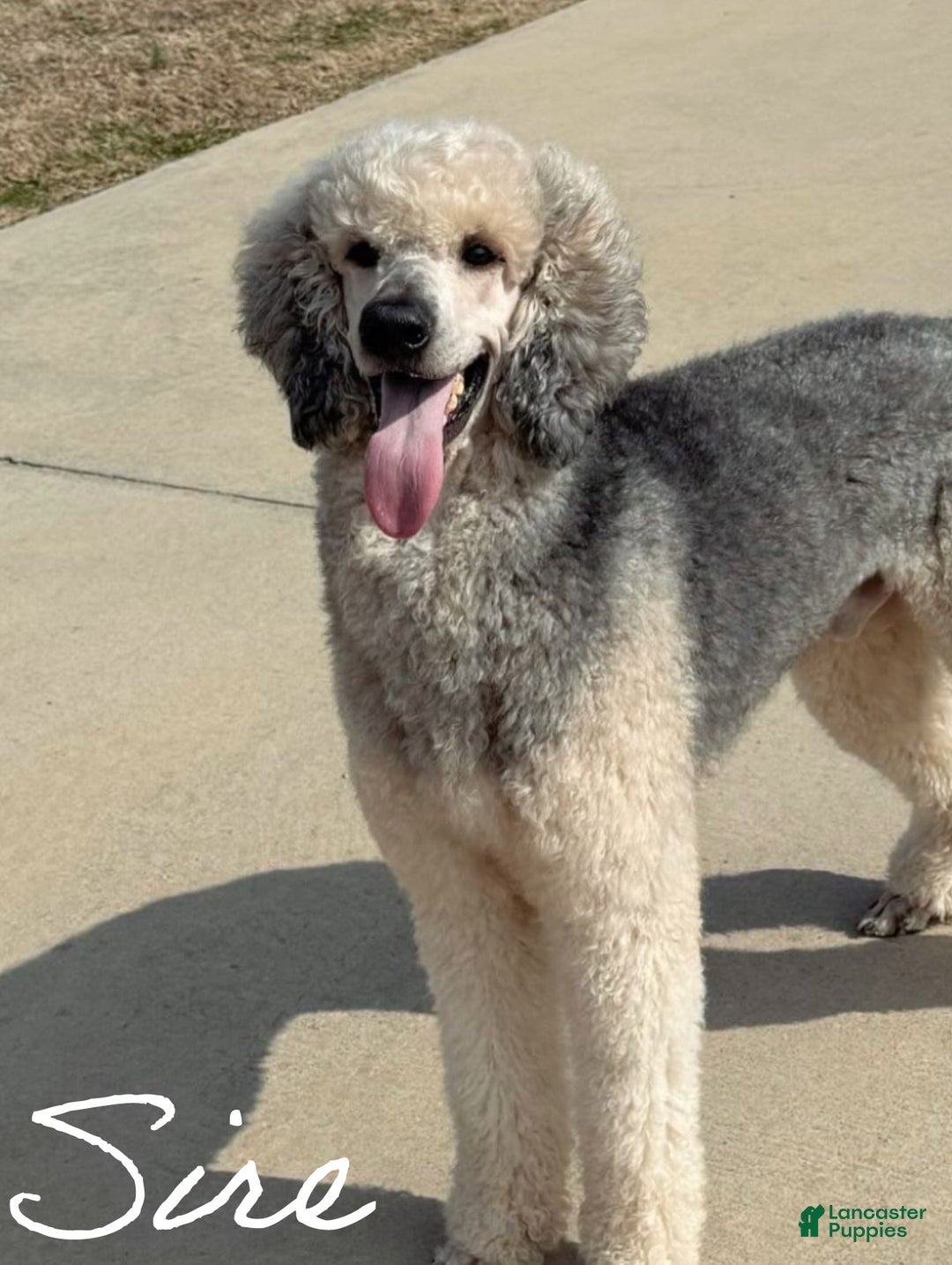 Standard Poodle dogs for sale: Delta  - Ad 5