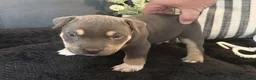 American Bully dogs for sale: Leviathan  - Ad 3