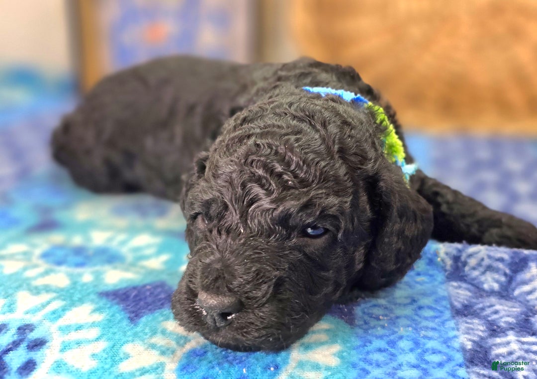 Cockapoo dogs for sale: Foggy - Ad 35