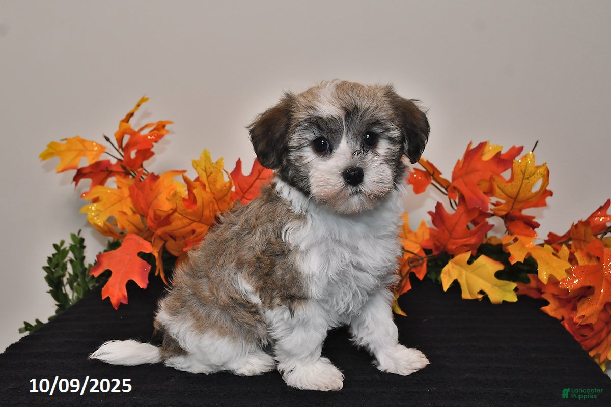 Havanese Puppies Havamalt For Sale Near Me Havanese Puppies For