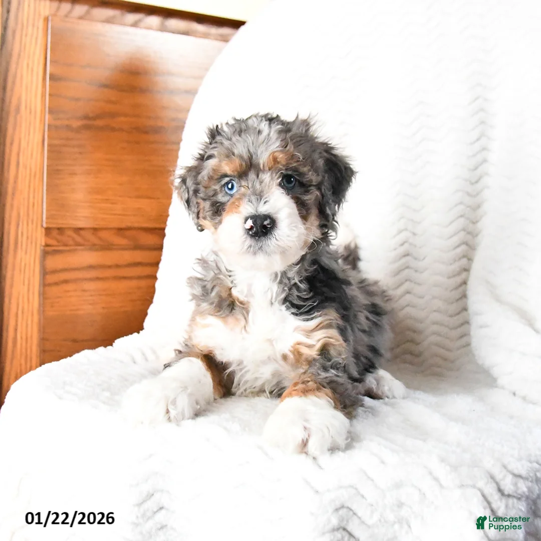 Mini Bernedoodle dogs for sale: Venus - Ad 8