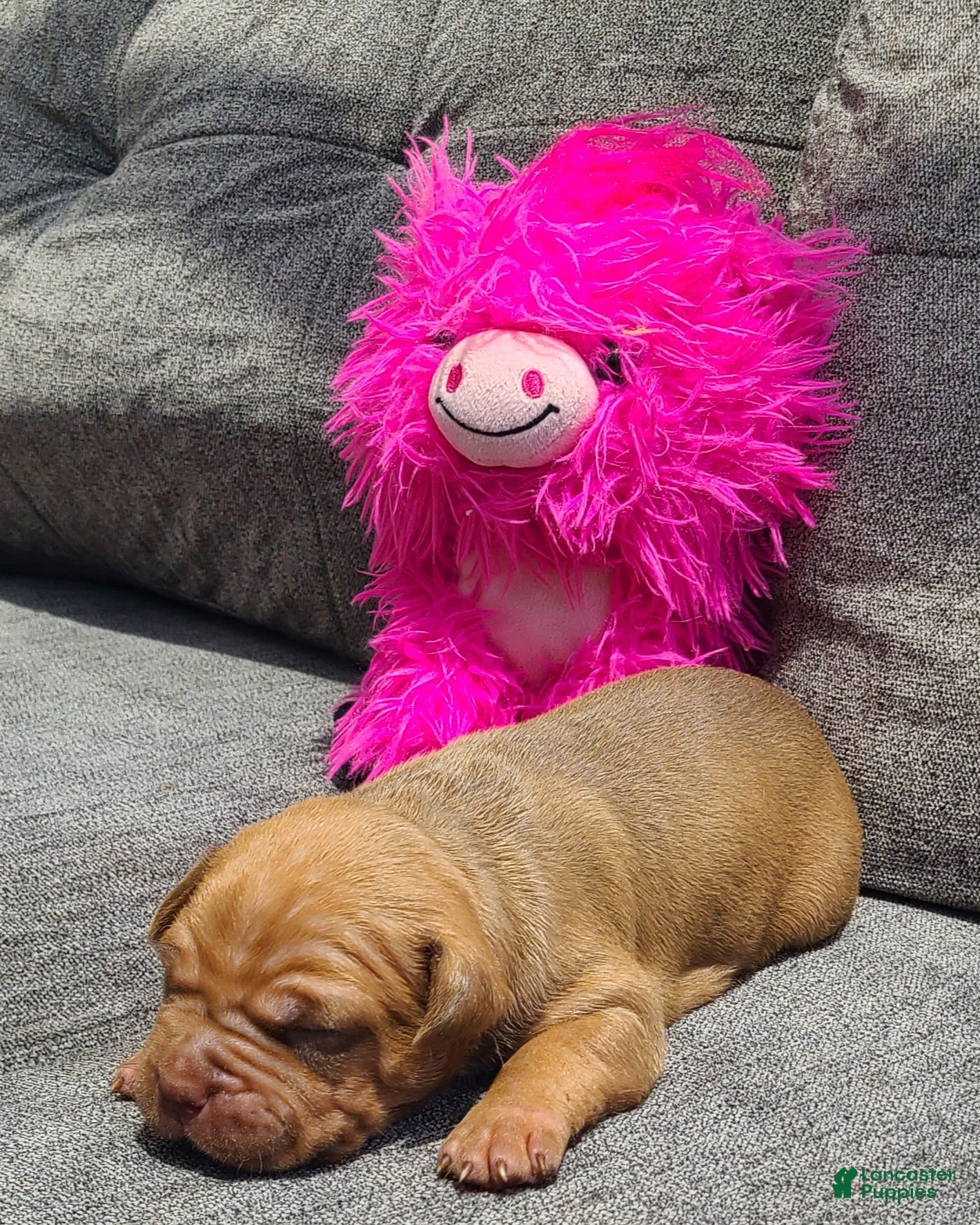 American Bully dogs Bella - Ad 2