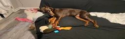 Doberman Pinscher dogs for sale: Chili - Ad 21