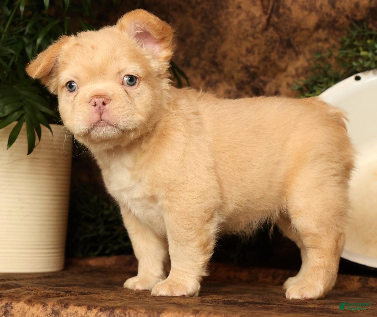 French Bulldog dogs for sale: Danny - Ad 7