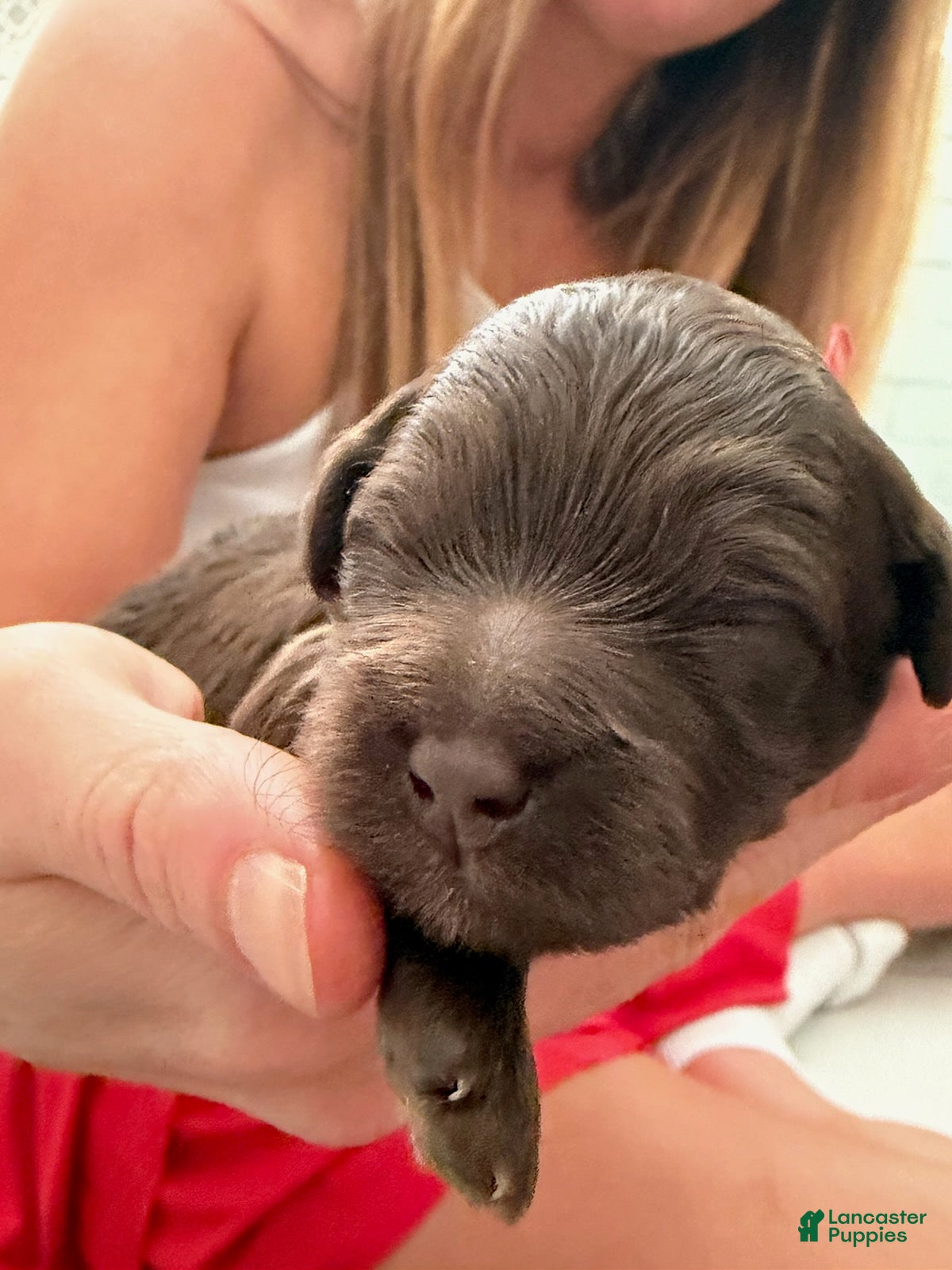 Goldendoodle dogs for sale: Girl 1 - Ad 4