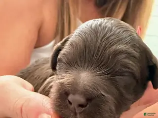 Goldendoodle dogs Girl 1 - Ad 1