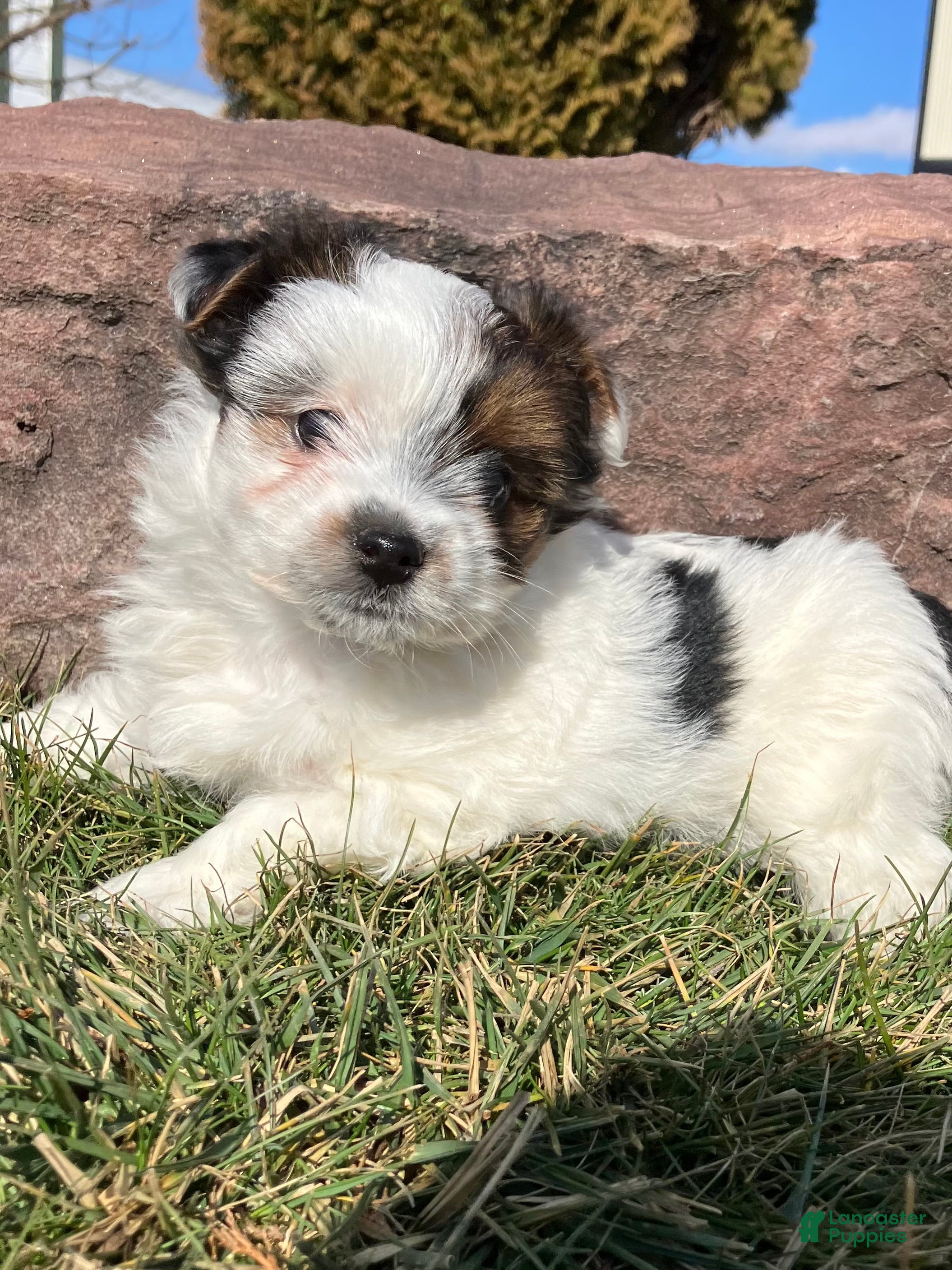 Yorkshire Terrier dogs Kirby  - Ad 2