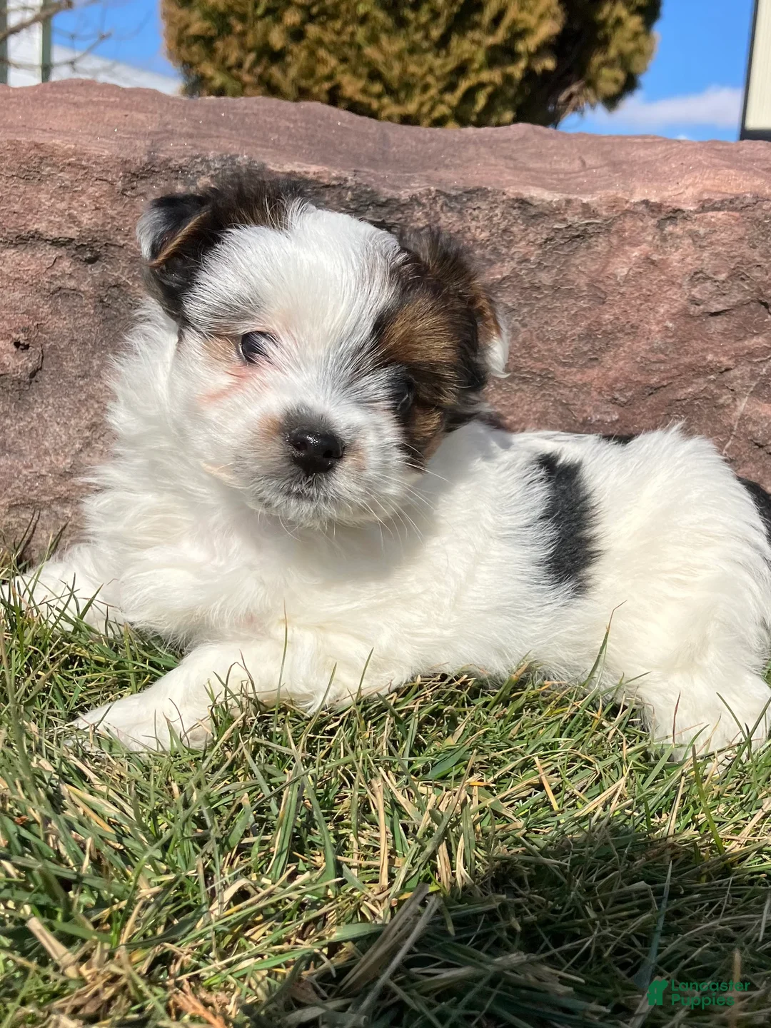 Yorkshire Terrier dogs for sale: Kirby  - Ad 2