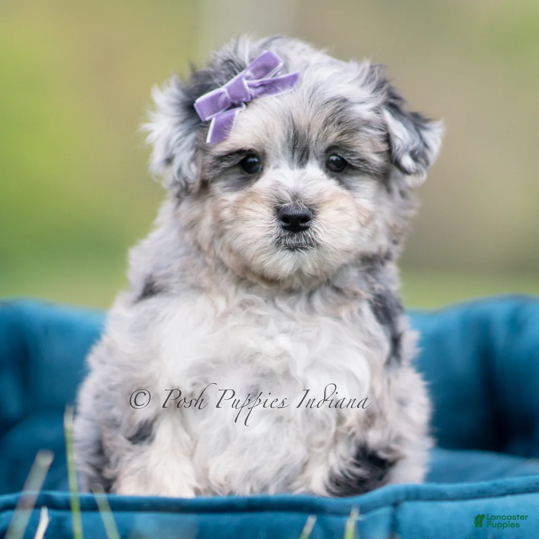 Maltipoo dogs for sale: Coco - Ad 1