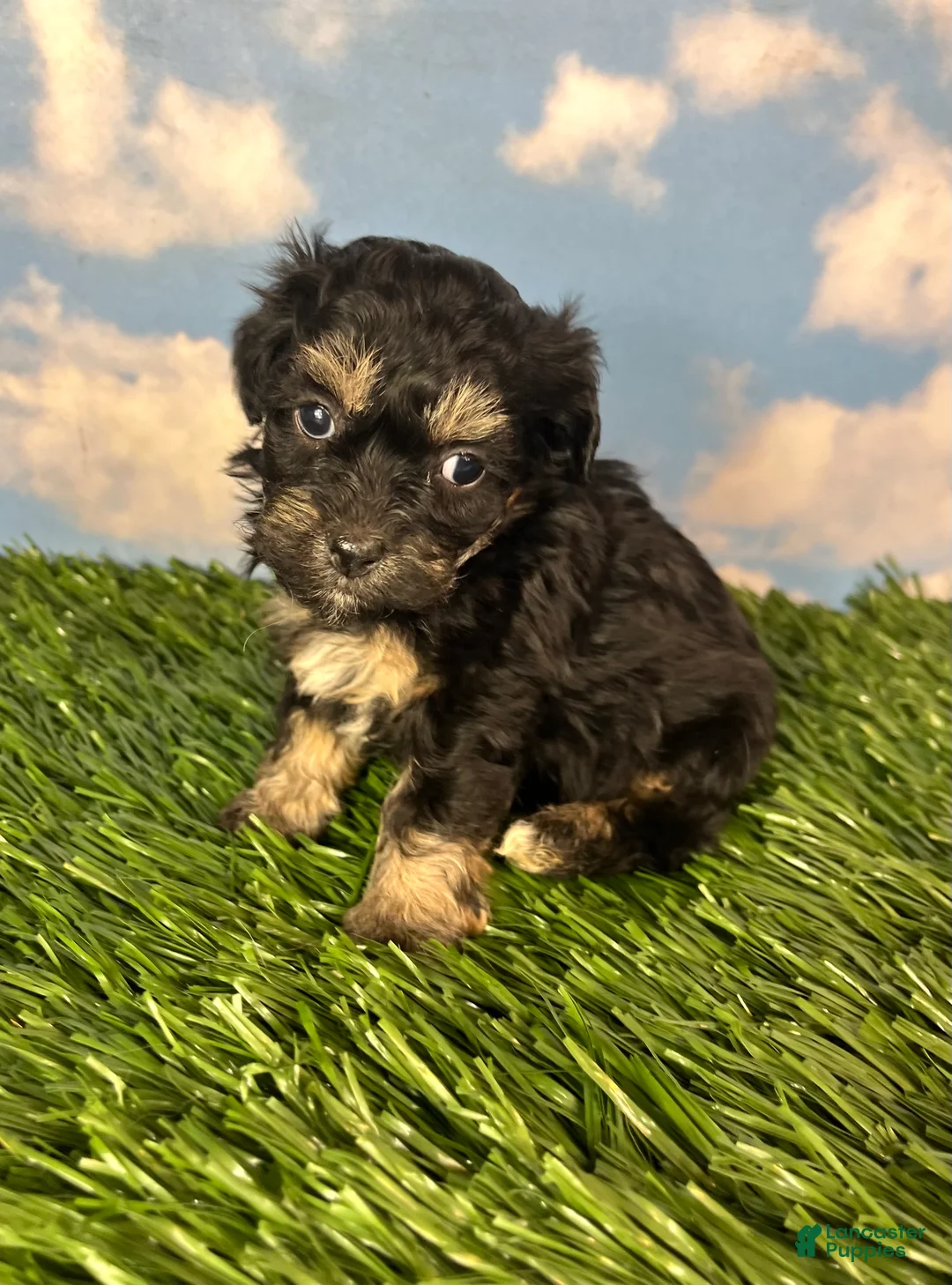 Teddy Bear dogs for sale: Fettuccine - Ad 4