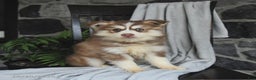 Pomsky dogs for sale: Monty - Ad 3