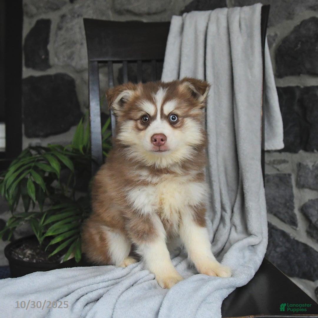 Pomsky dogs for sale: Monty - Ad 3