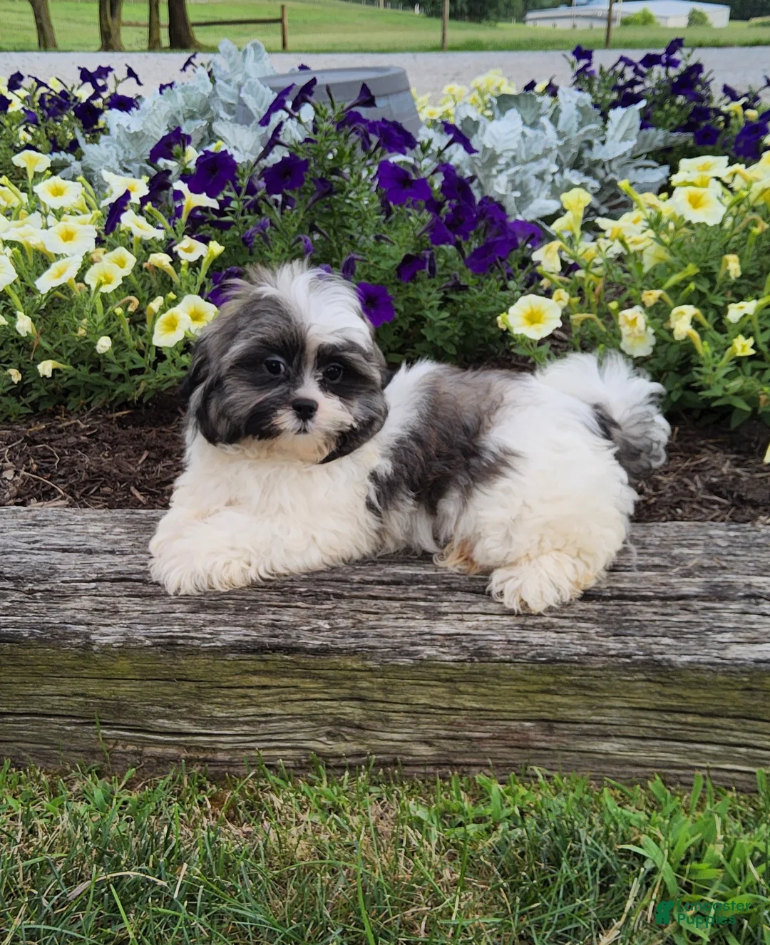 Shih Tzu dogs for sale: Jasper - Ad 1