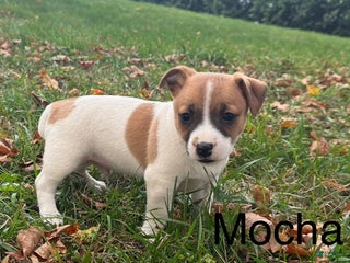 Jack Russell Terrier dogs - Ad 3