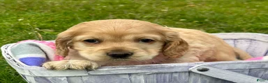 Cockapoo Chrissy