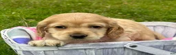 Cockapoo dogs for sale: Cockapoo Chrissy - Ad 1