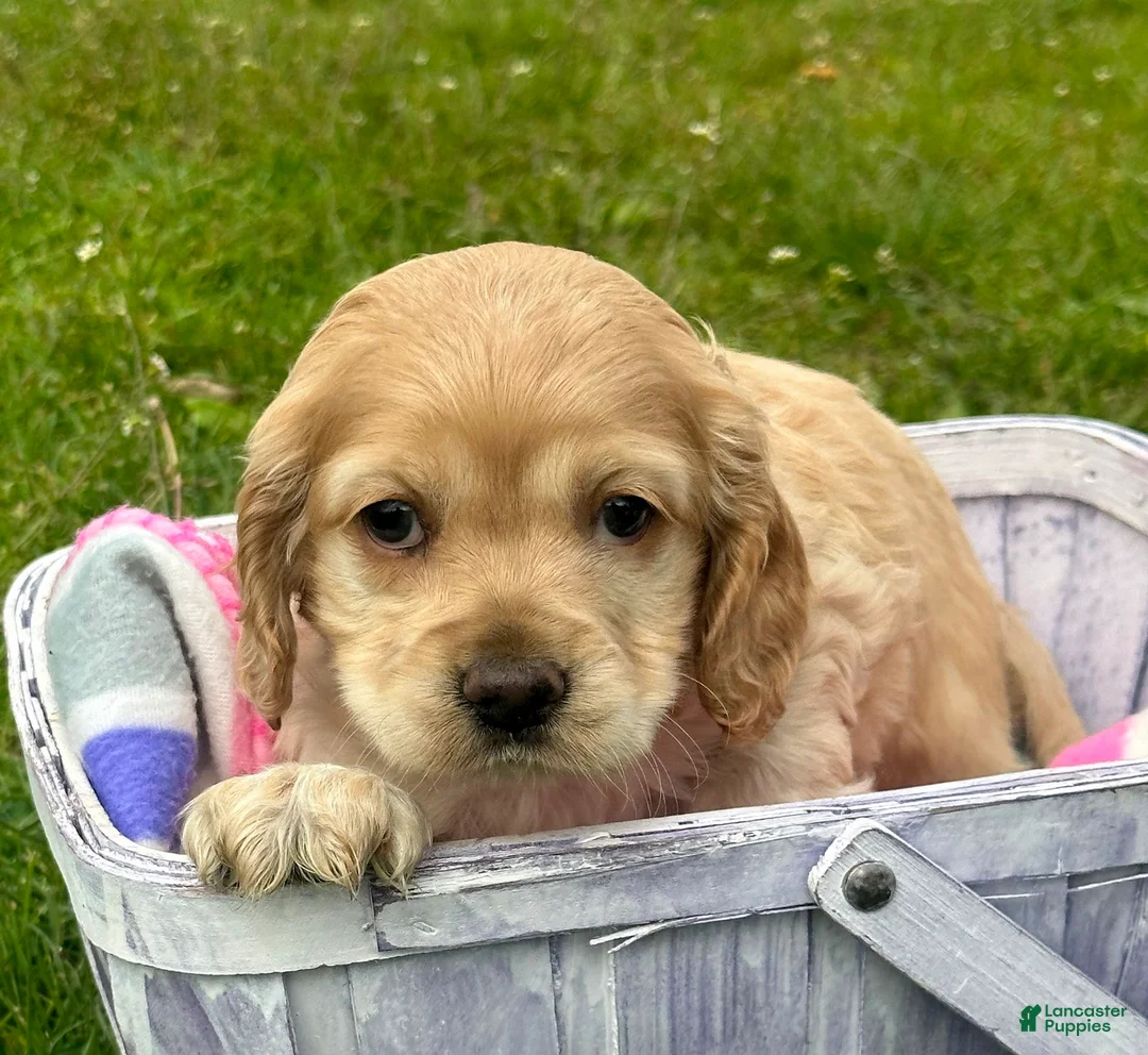 Cockapoo dogs for sale: Cockapoo Chrissy - Ad 1