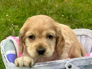 Cockapoo dogs Cockapoo Chrissy - Ad 24