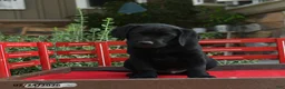 Labrador Retriever dogs for sale: Baden - Ad 5