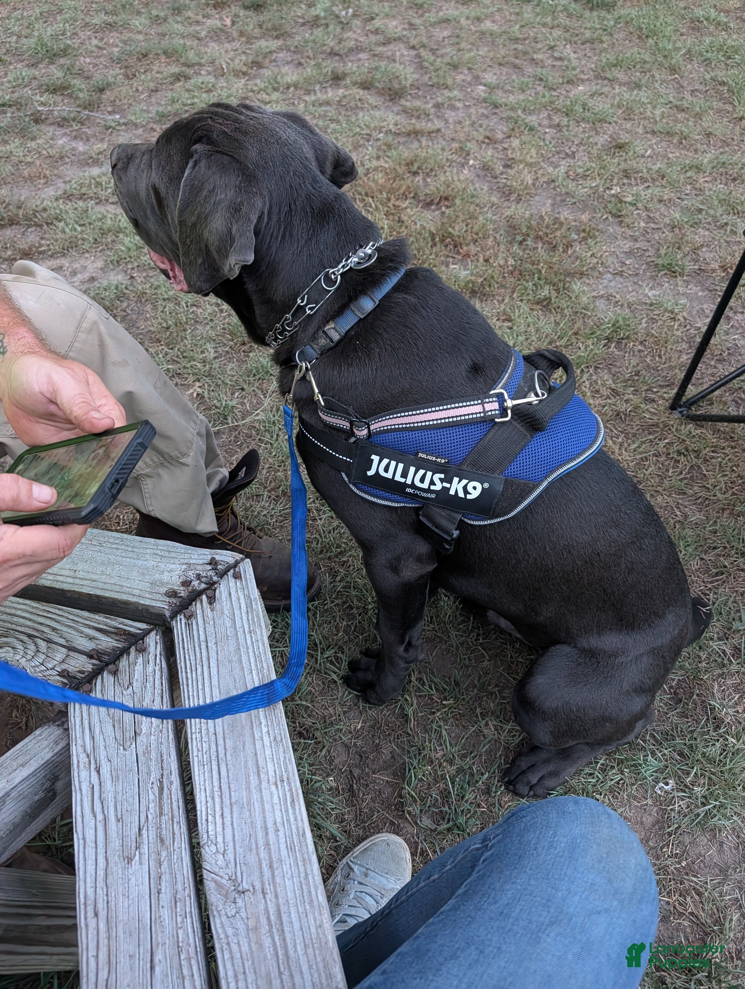Cane Corso dogs Blue - Ad 2