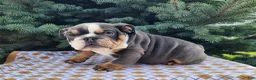 English Bulldog dogs for sale: Elliot - Ad 10