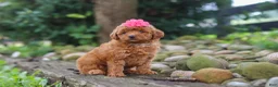 Miniature Poodle dogs for sale: Posie - Ad 5