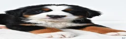 Bernese Mountain Dog dogs for sale: Biscuit - Ad 7