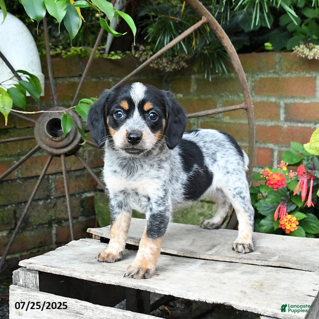 Mixed Breed dogs for sale: Farrah - Ad 6