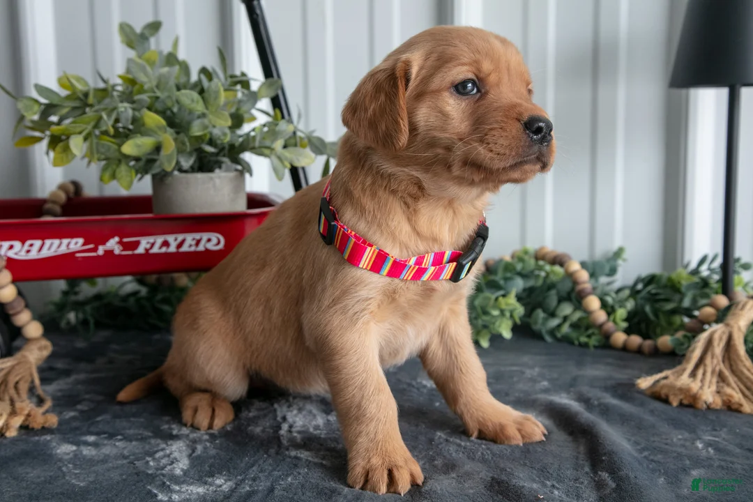 Goldador dogs for sale: Sadie  - Ad 3