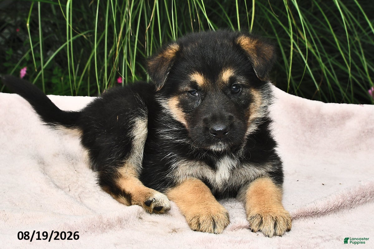 Mixed Breed dogs Edison - Ad 1