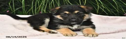 Mixed Breed dogs for sale: Edison - Ad 1