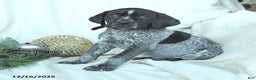 German Shorthaired Pointer dogs for sale: Dallas - Ad 2