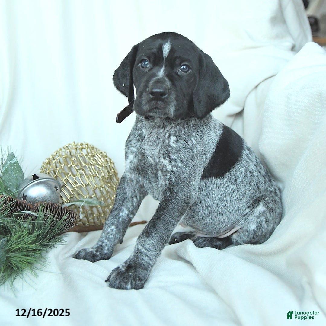German Shorthaired Pointer dogs for sale: Dallas - Ad 2